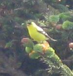 american goldfinch