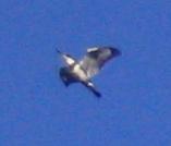 belted kingfisher