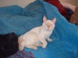 house_guest