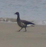 brant