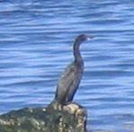 cormorant