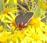 Ctenucha