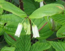 fairy lanterns